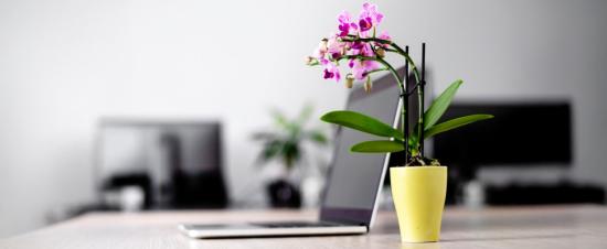 لماذا يعتبر نبات الأوركيد الخيار المثالي لمكتبك؟