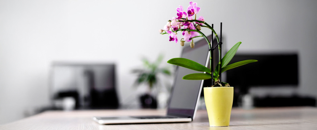 لماذا يعتبر نبات الأوركيد الخيار المثالي لمكتبك؟